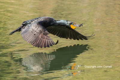Cormorant;Double-crested-Cormorant;Flying-Bird;Nesting-Behavior;Nesting-Material